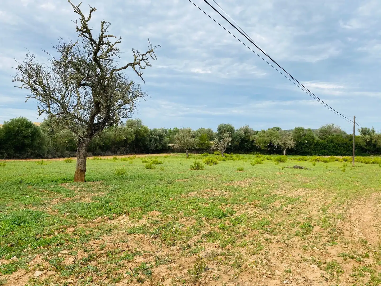 Rural land for sale in Felanitx Poble, imagen 2