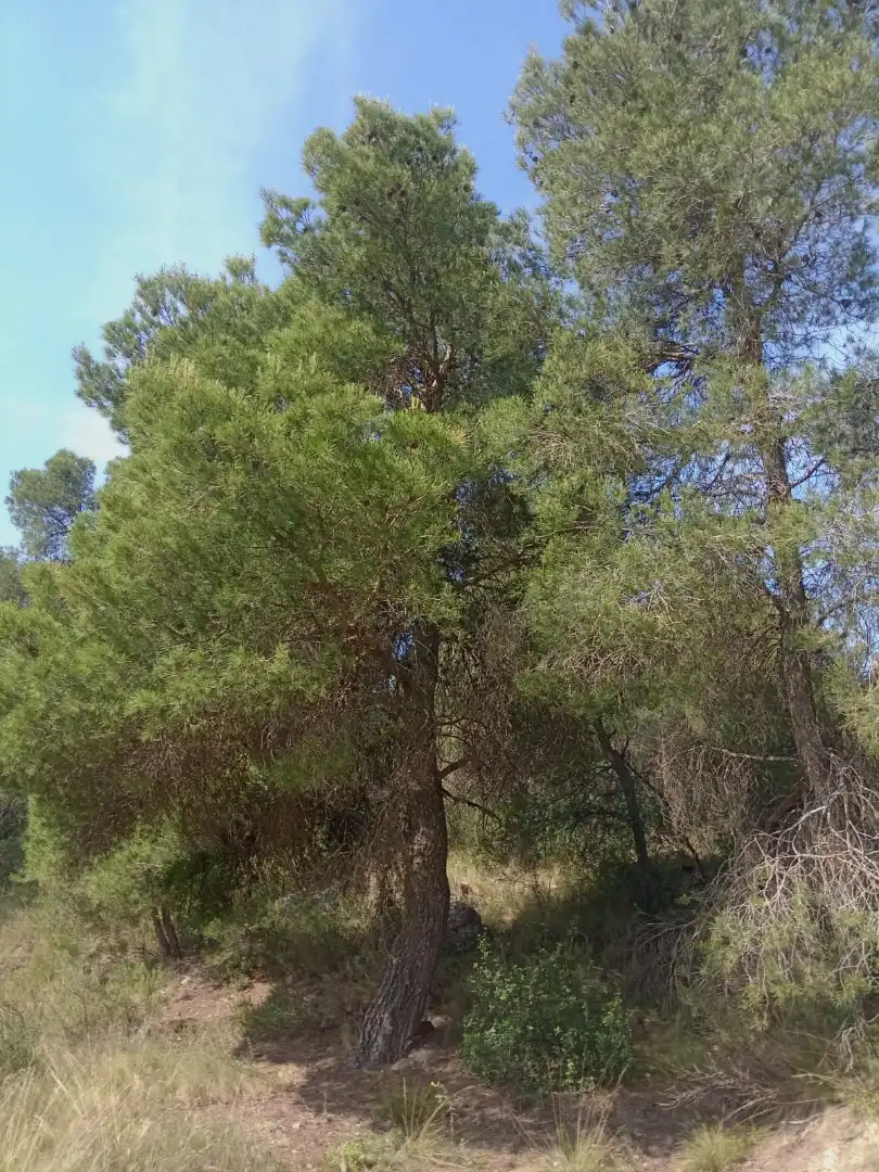 Finca rústica en venda en Batea