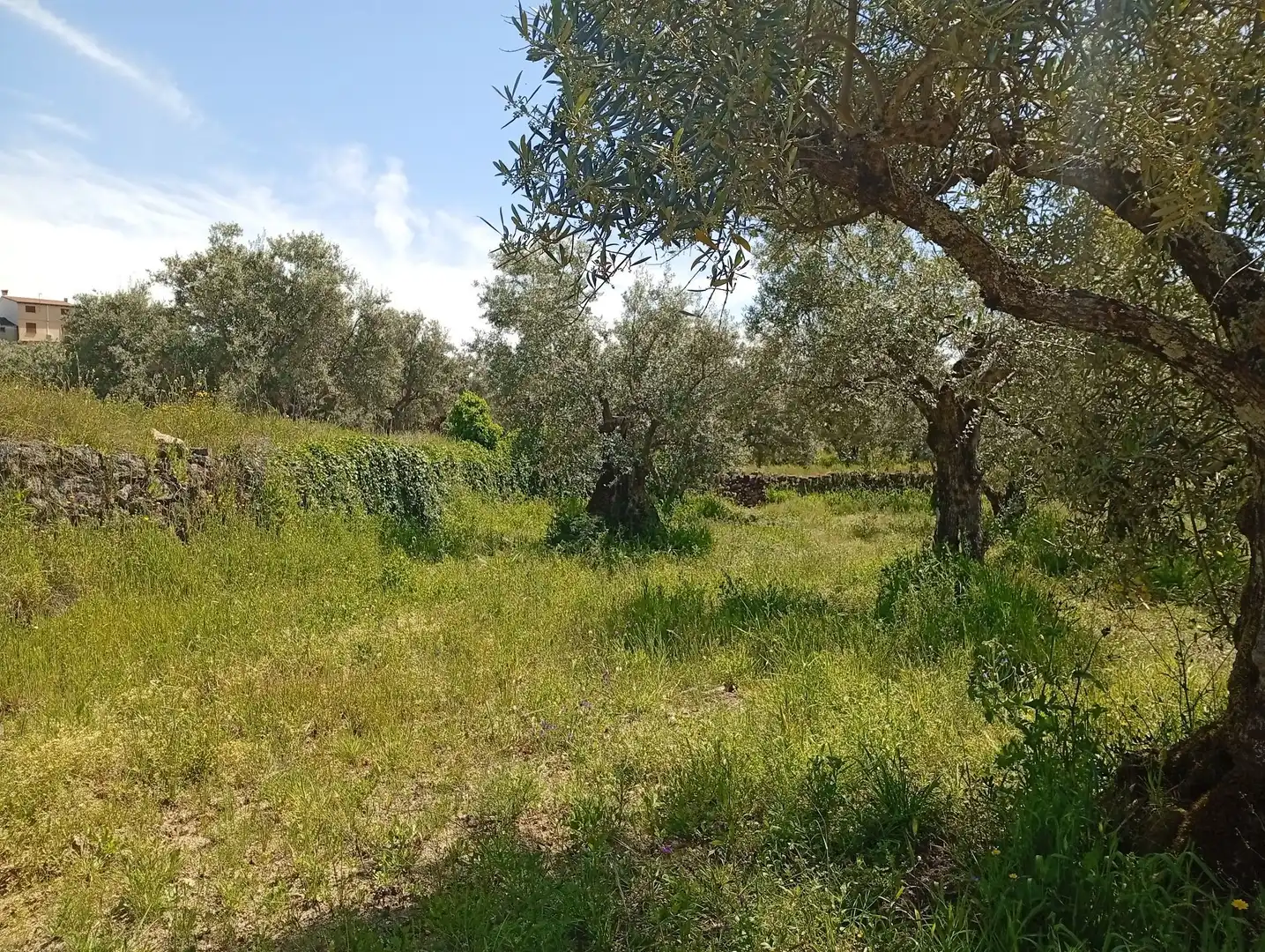 Terreni e lotti in vendita a Villanueva de la Vera, imagen 76