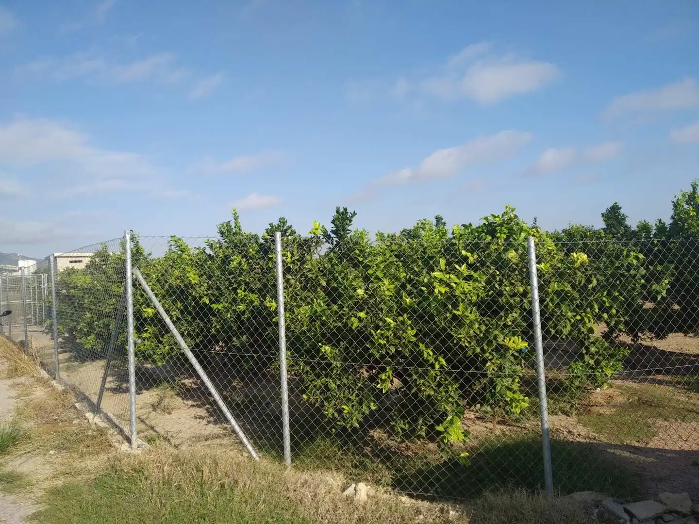 Lands and plots for sale in Favara, imagen 4