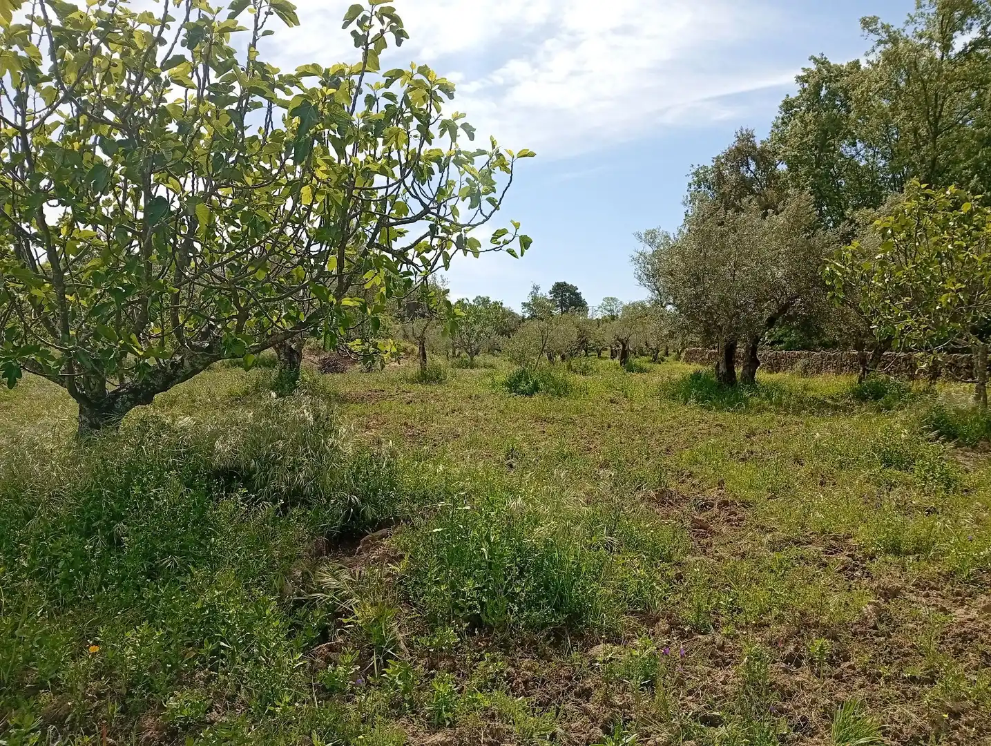 Terreni e lotti in vendita a Villanueva de la Vera, imagen 31