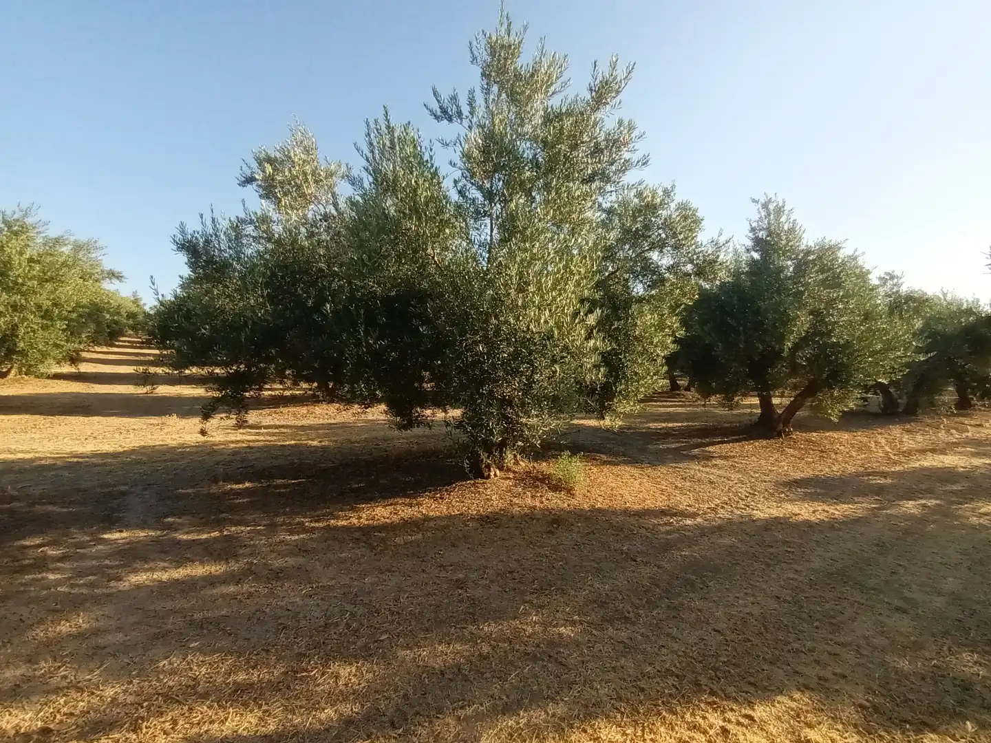Terreno en venta en Villacarrillo