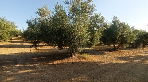 Foto 4 de Terreny en venda a Villacarrillo, Jaén