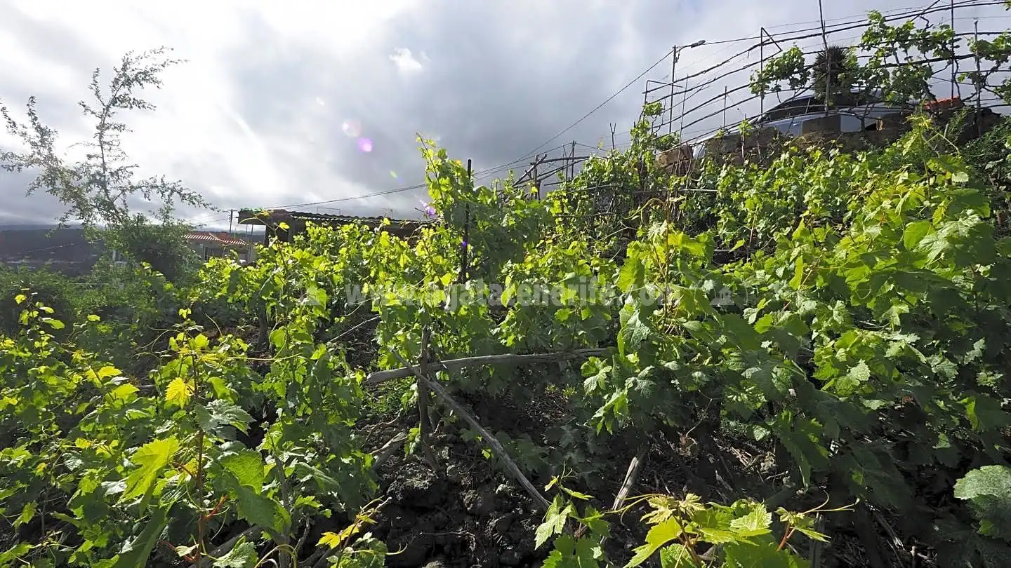 Lands and plots for sale in La Vega - El Amparo - Cueva del Viento, imagen 12