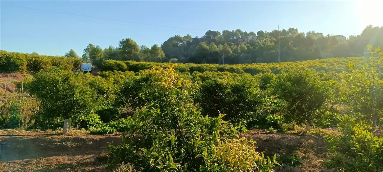 Land for sale in Torres Torres
