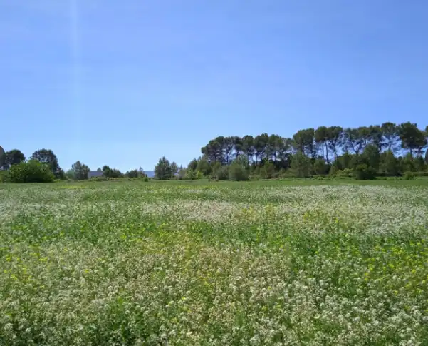 Terreno rustico in vendita a Agullent, imagen 6