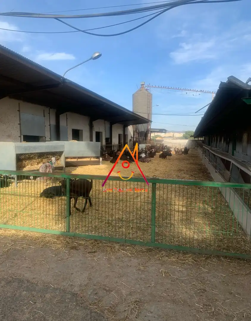 Vista exterior de Finca rústica en venta en Crevillent con Jardín privado, Terraza y Piscina