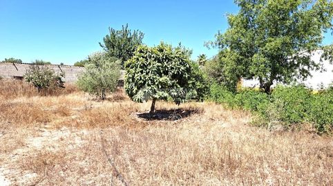 Foto 3 de Finca rústica en venta en Almensilla, Sevilla