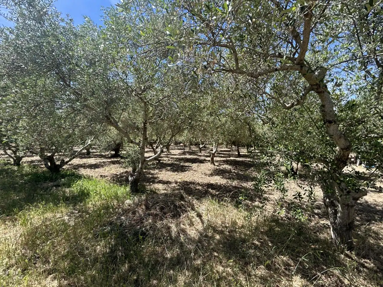 Country homes for sale in 0, Cascante