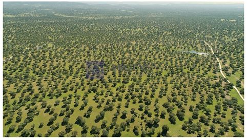 FINCA GANADERAS DE UNAS 650 HECTÁREAS EN LA ZONA DE PLASENCIA