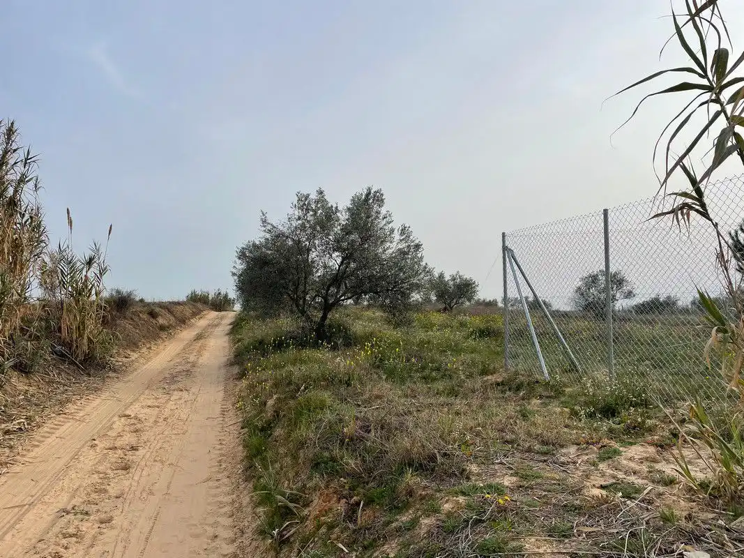 Finca rústica en venta en La Palma del Condado