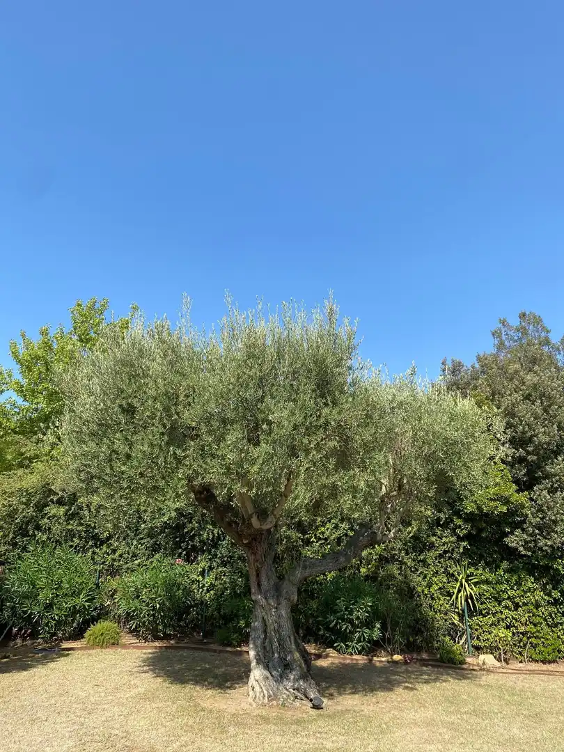 Casa con piscina in vendita a Navata, imagen 18