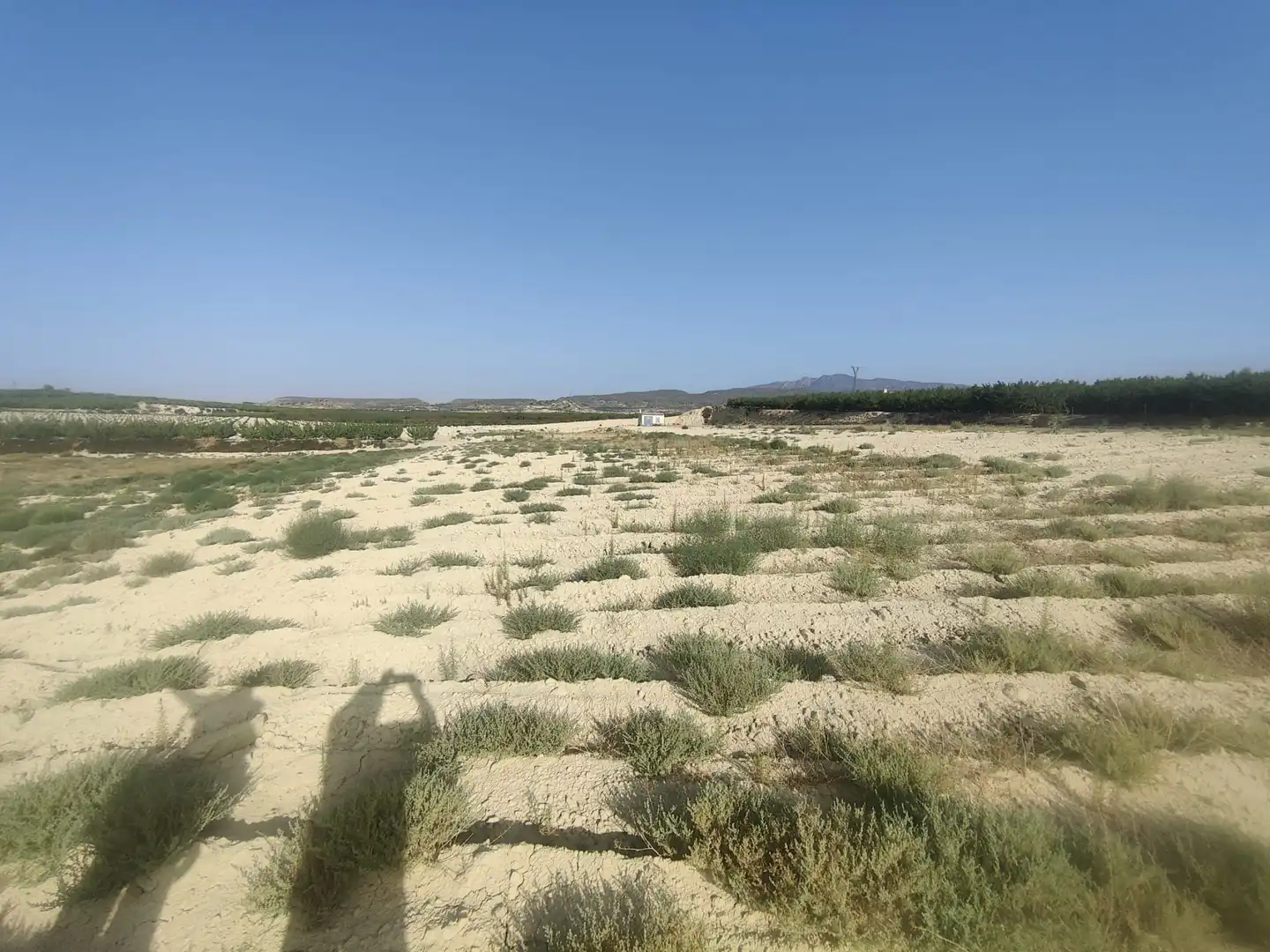 Land for sale in Ojós