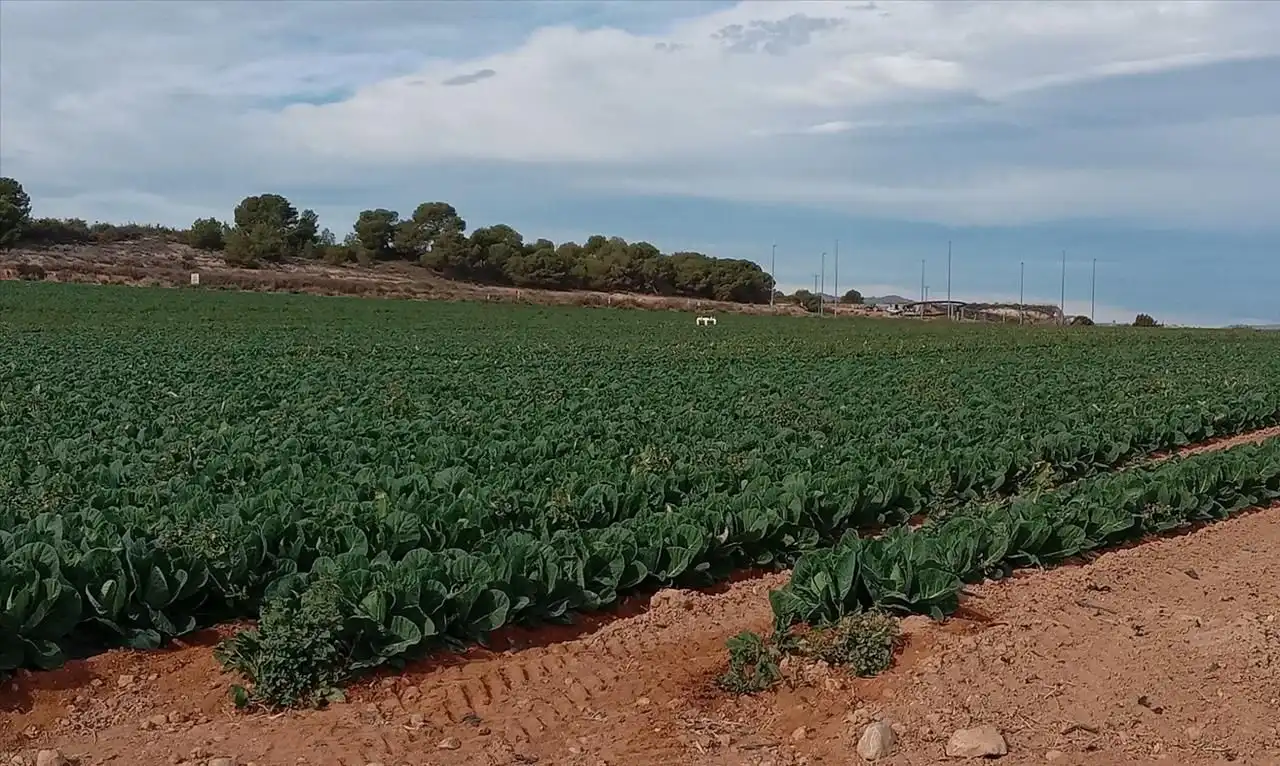 Terreni e lotti in vendita a PP GRANADOS 5 R-11-A en GEA Y TRUYOLS, imagen 3