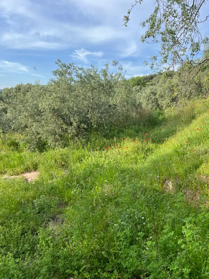 Terreno rustico in vendita a Cabra, imagen 4