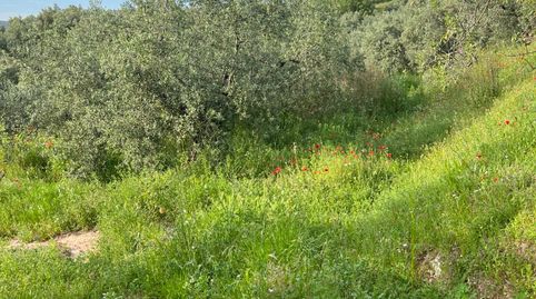 FINCA DE GRAN EXPLOTACIÓN EN CABRA, immagine 4