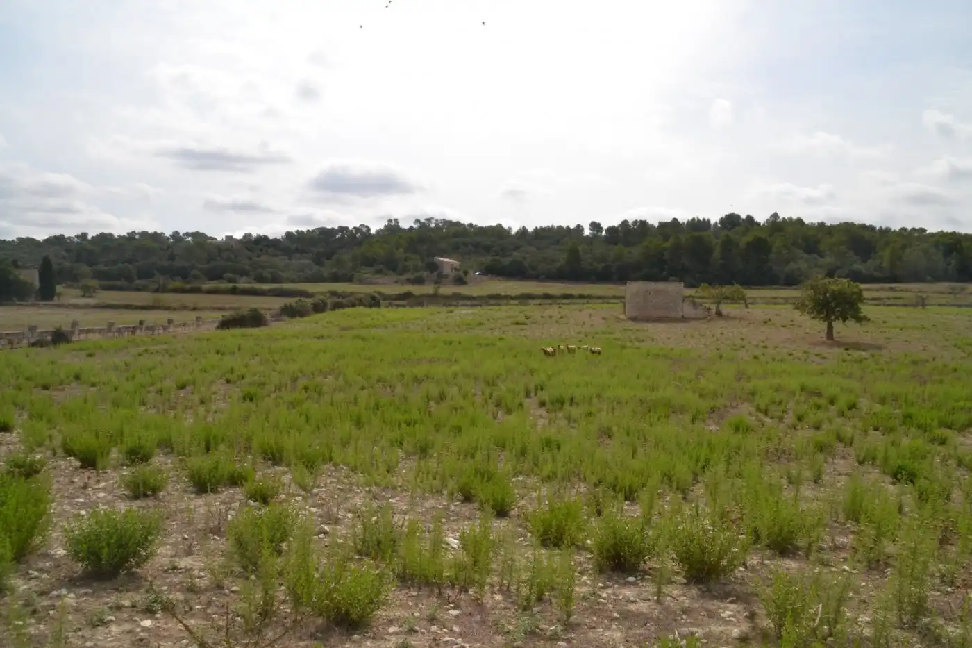 Finca rústica en venda a Sineu