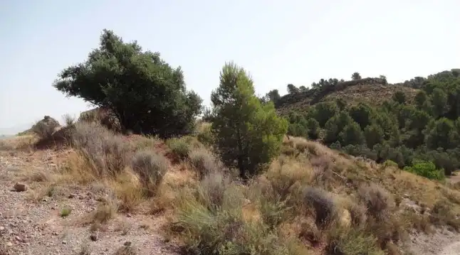 Terrains et parcelles à vendre à Pt Llana Diputación de la Parrilla, imagen 9