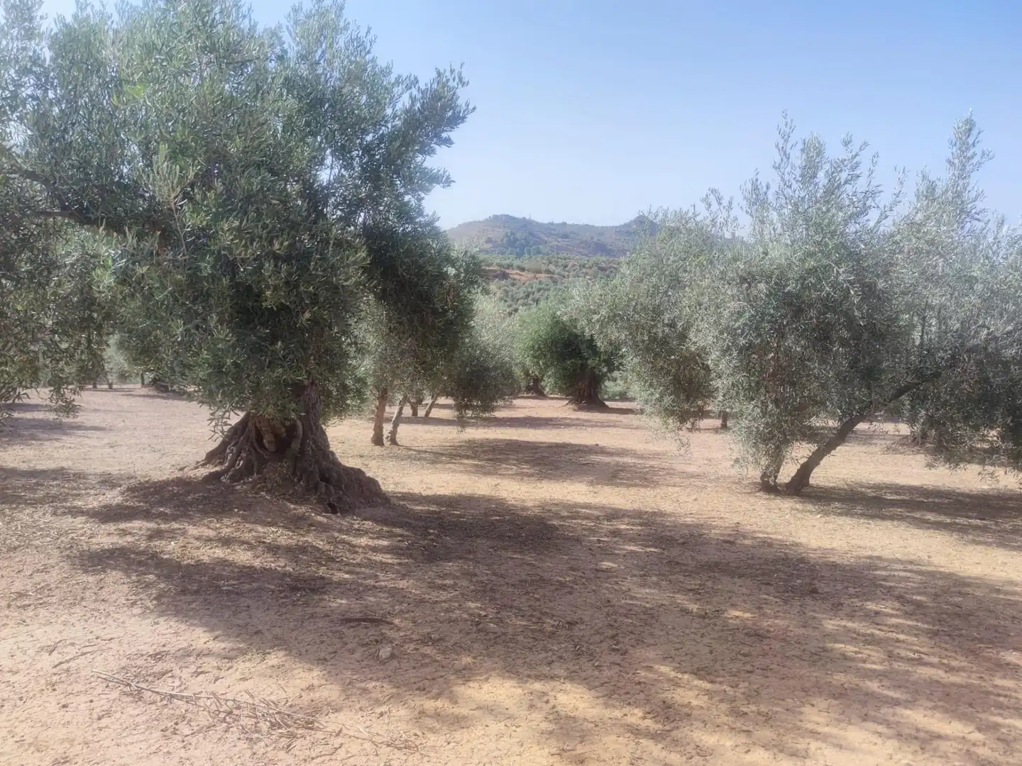 Terreni e lotti in vendita a Cogollos de la Vega