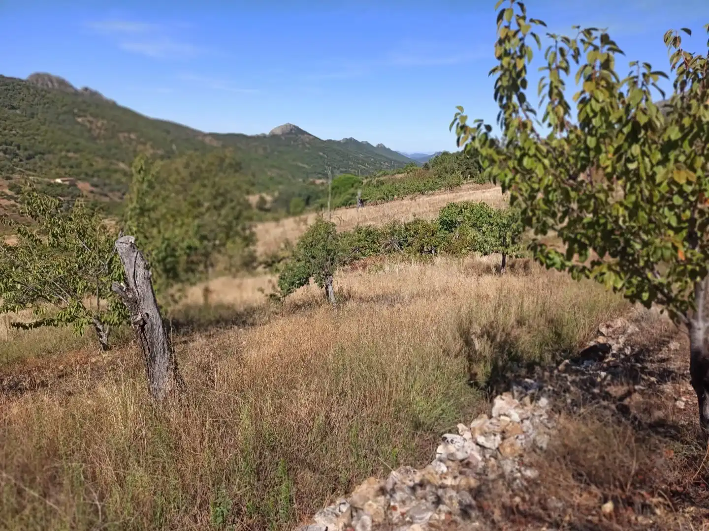 Land for sale in Navezuelas