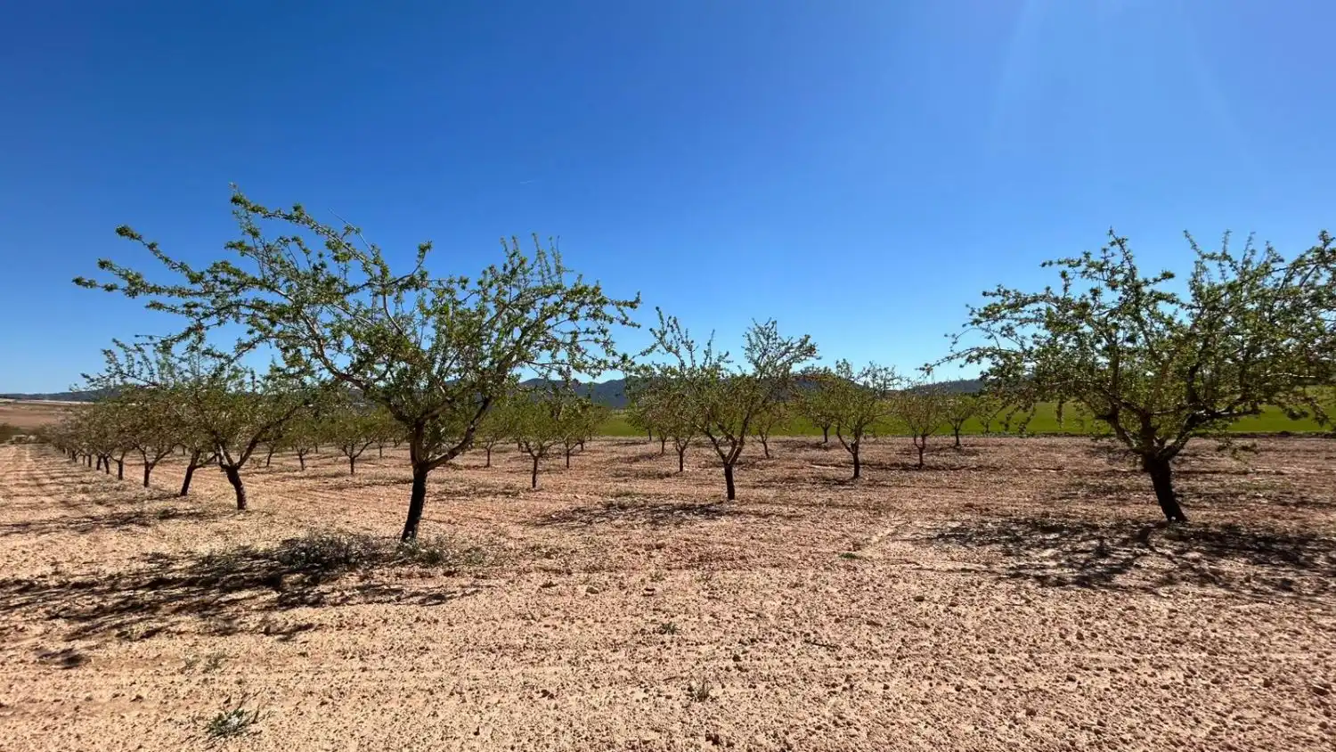 Finca rústica en venda en Tobarra