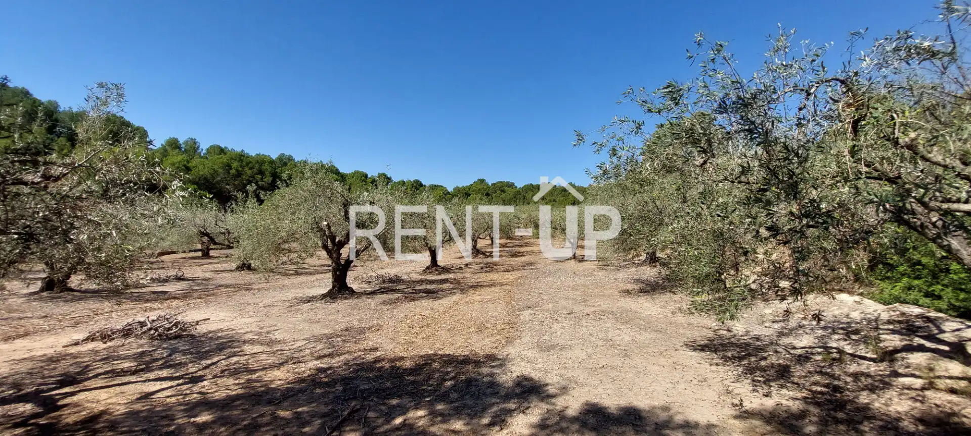 Terreny rústic en venda a Xàtiva, imagen 2