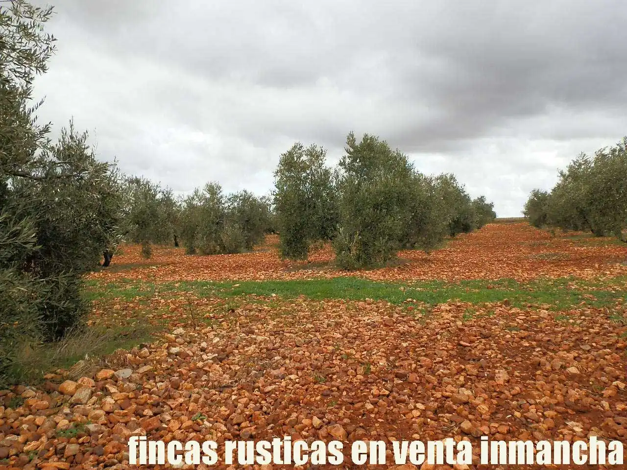 Rural land for sale in Valdepeñas, imagen 11