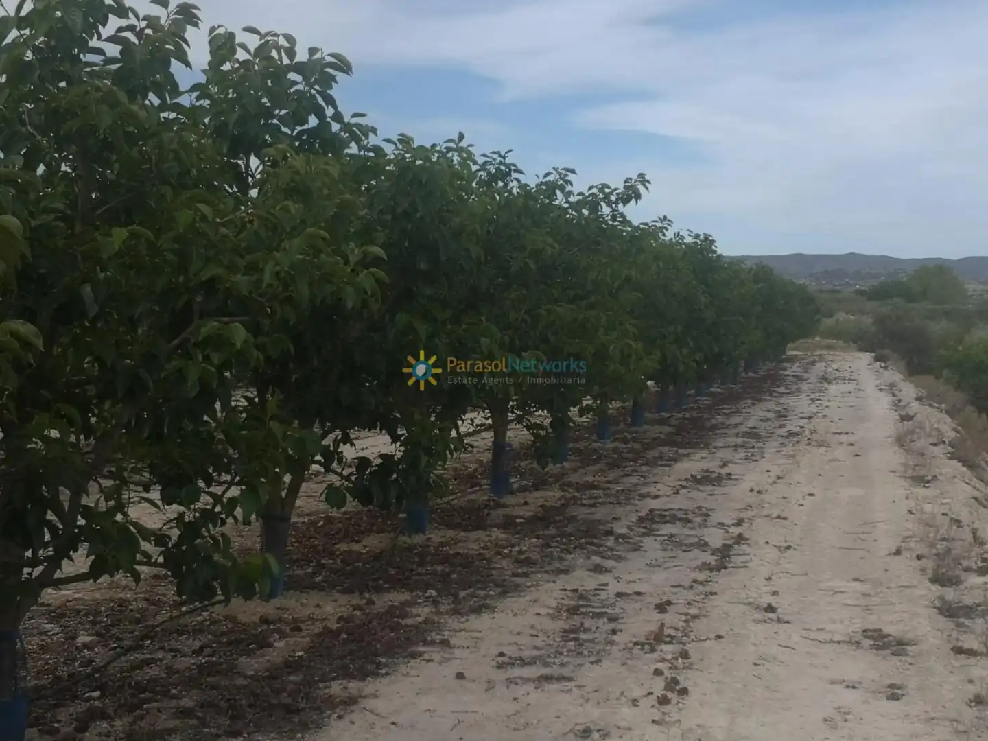 Rural land for sale in Benigànim, imagen 5