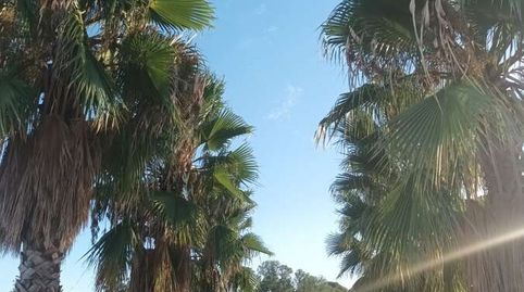Foto 3 de Finca rústica en venda a Bollullos Par del Condado, Huelva