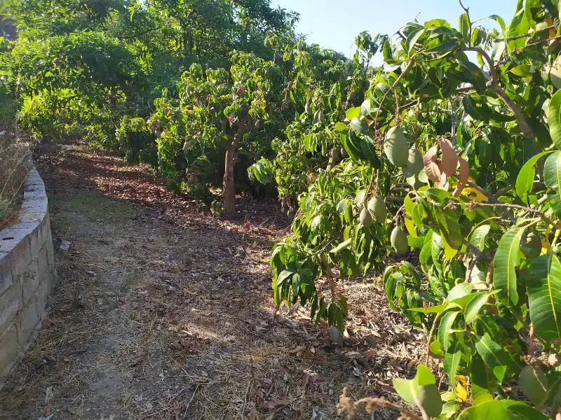 Rural land for sale in Calle de la Molineta 25, imagen 5