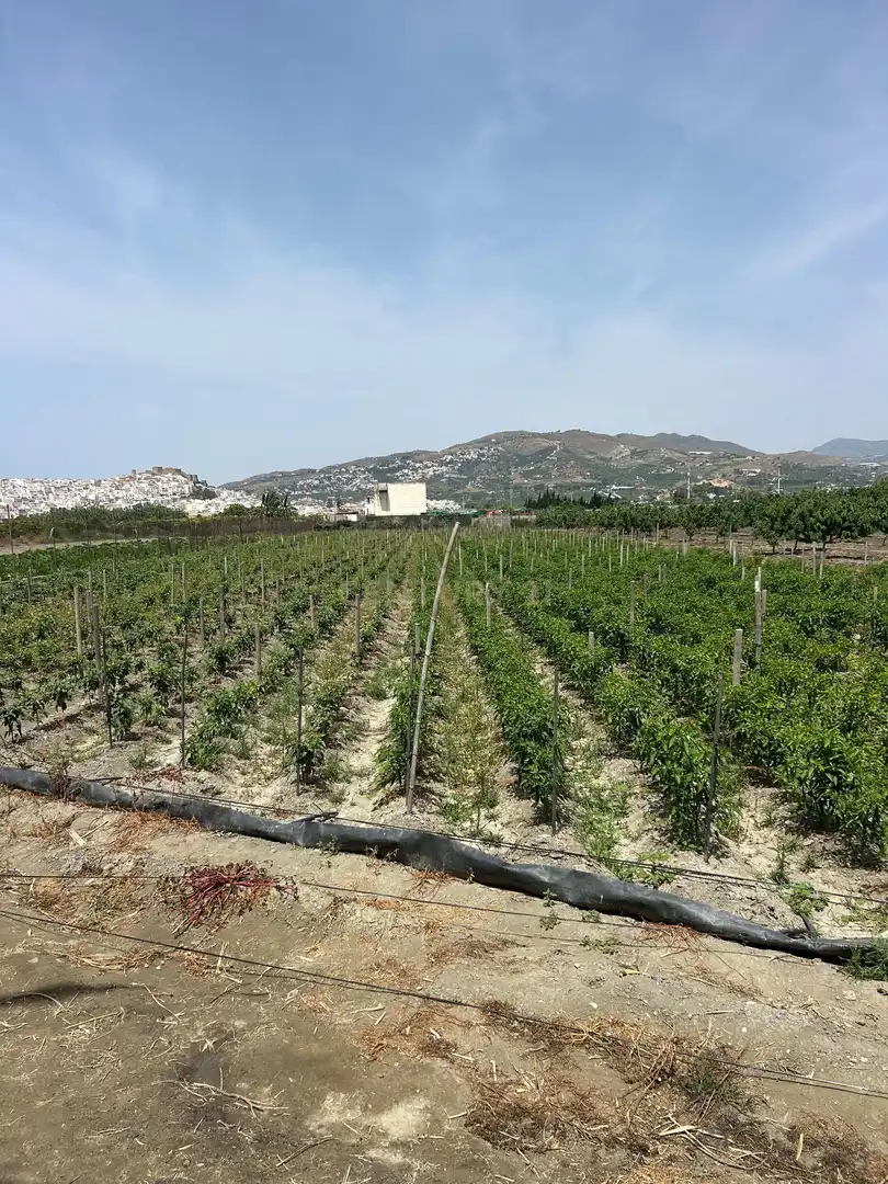 Terreny rústic en venda a PCQH+V2 Salobreña, Spain, imagen 3