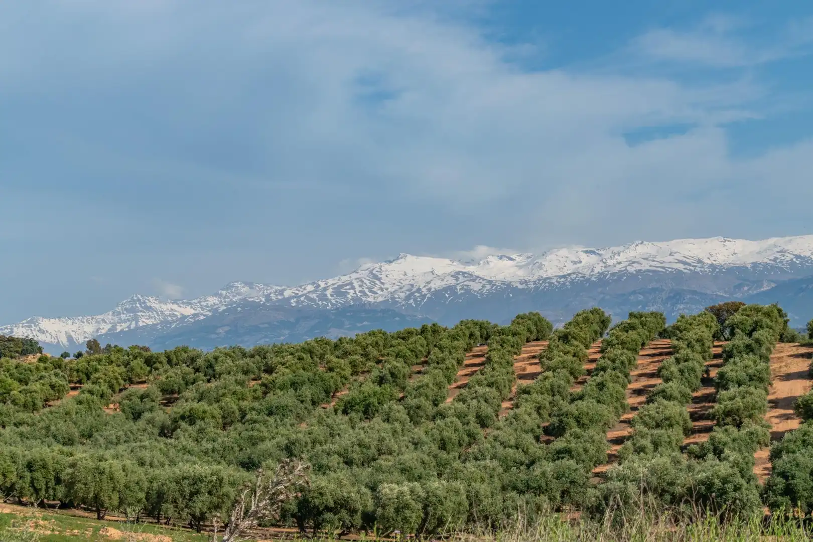 Residencial en venta en Albolote, Granada