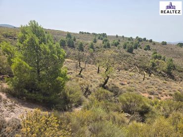 Rural land for sale in Alcolea