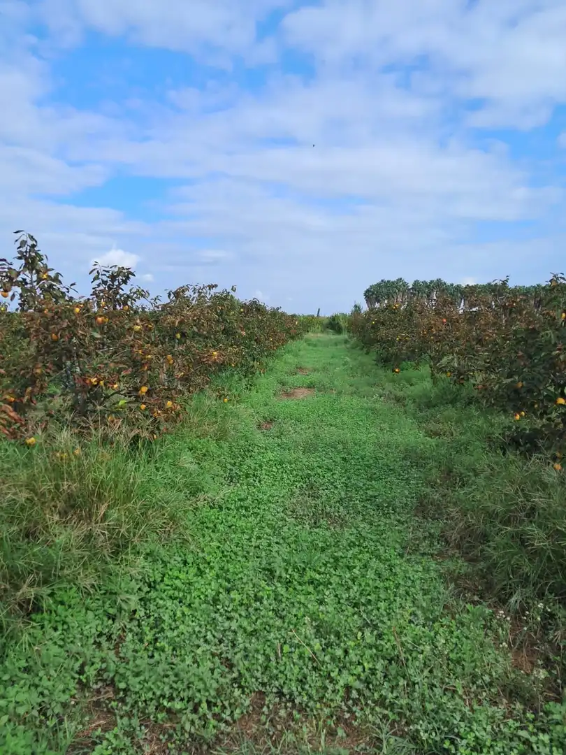 Finca rústica en venta en Sollana con Trastero y Piscina