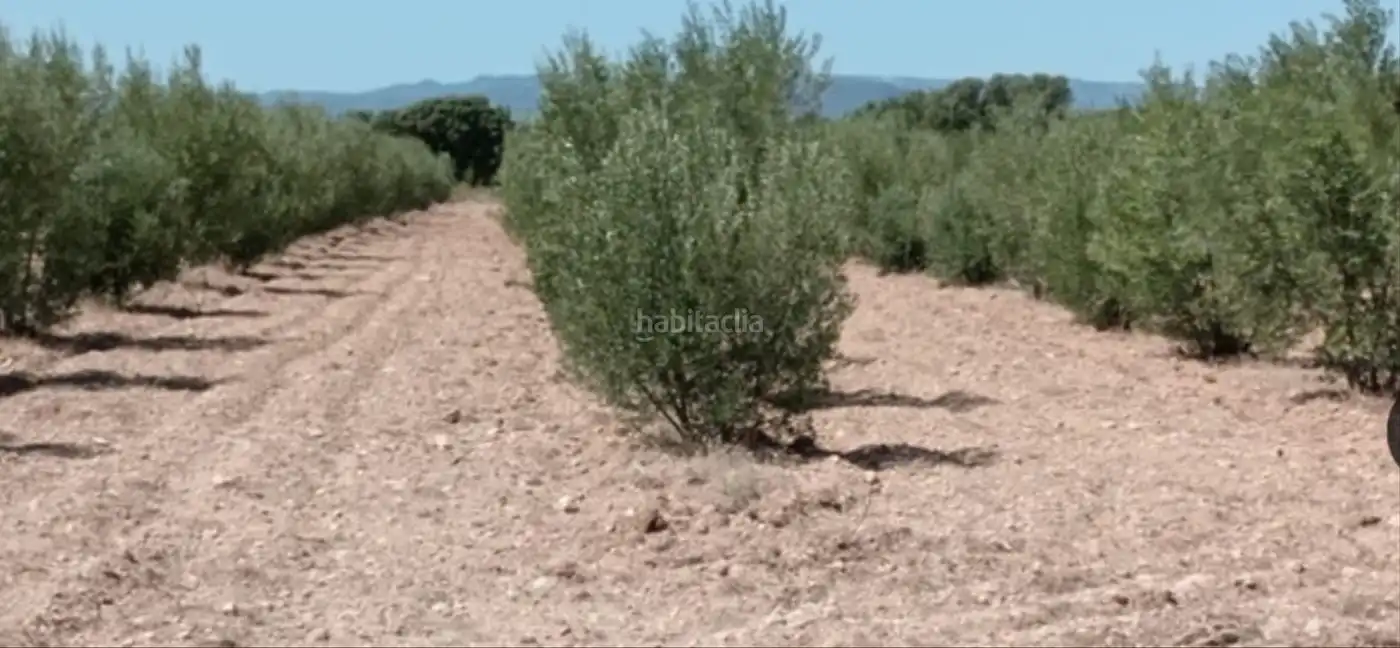 Rural land for sale in Muralla de Sant Antoni 54, imagen 2