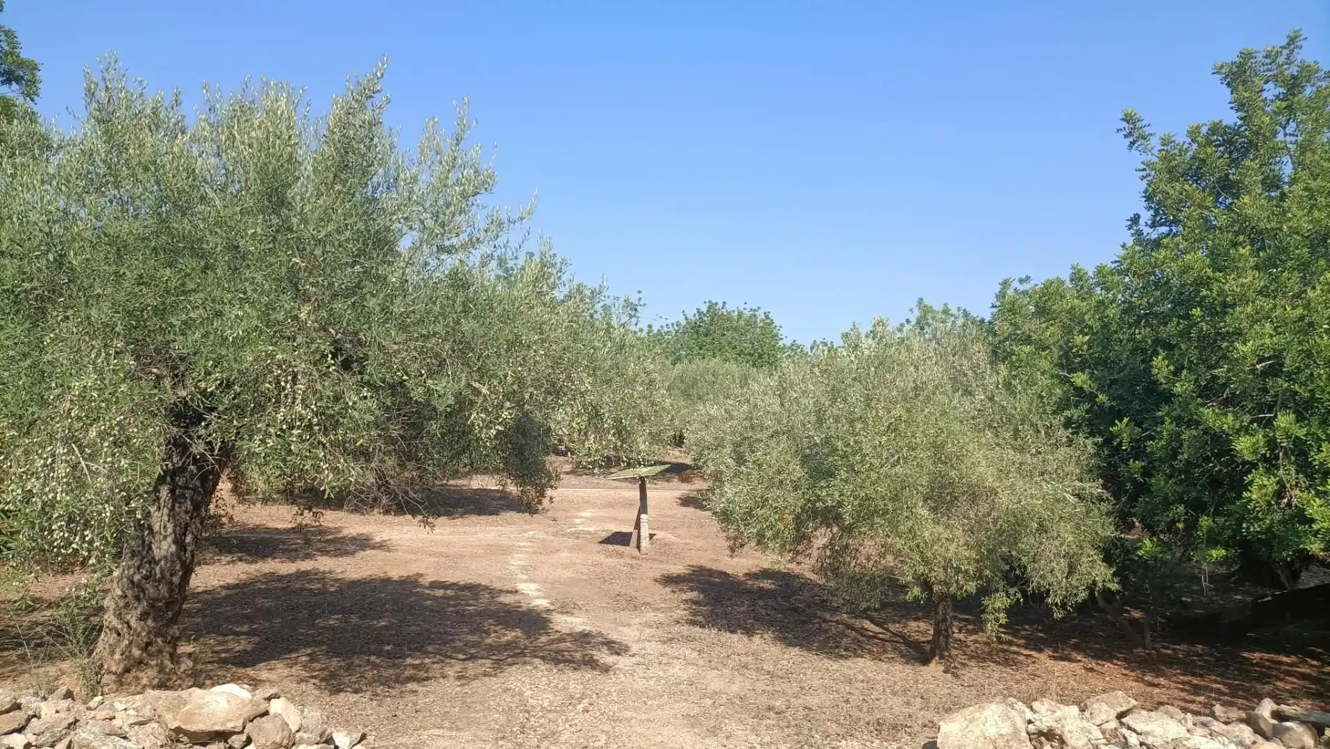 Terrain rustique à vendre à Camí de la Ferrereta 17, imagen 8