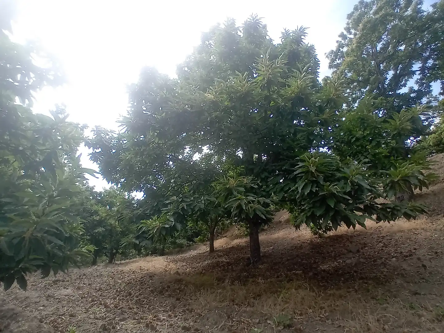 Terreno rústico en venta en Yunquera, imagen 11
