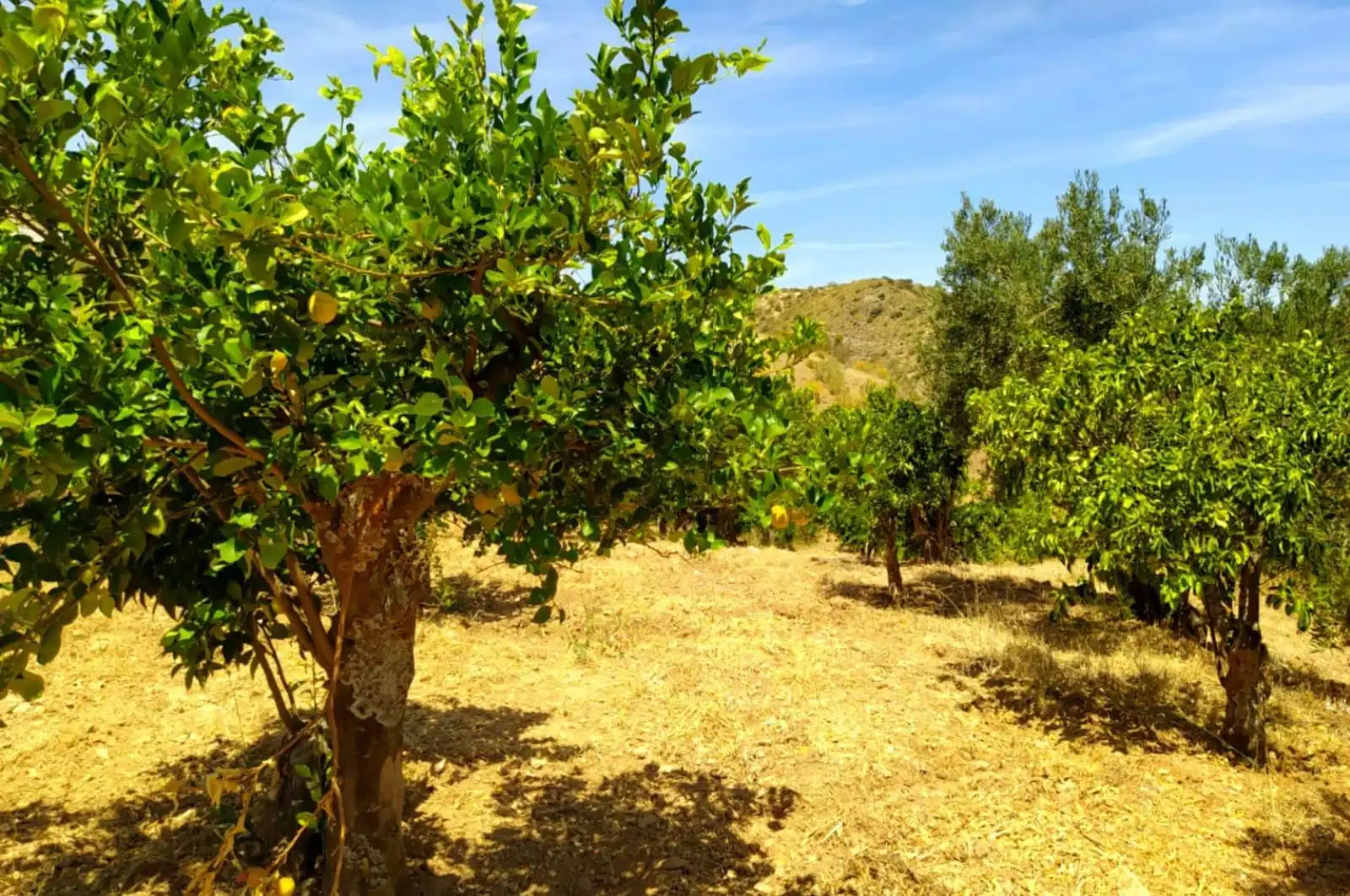 Terreni e lotti in vendita a huerto franco, imagen 49