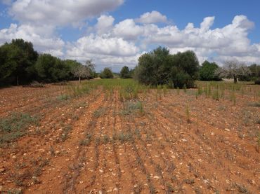 Wohnbaugrundstück zum Verkauf in Felanitx Poble