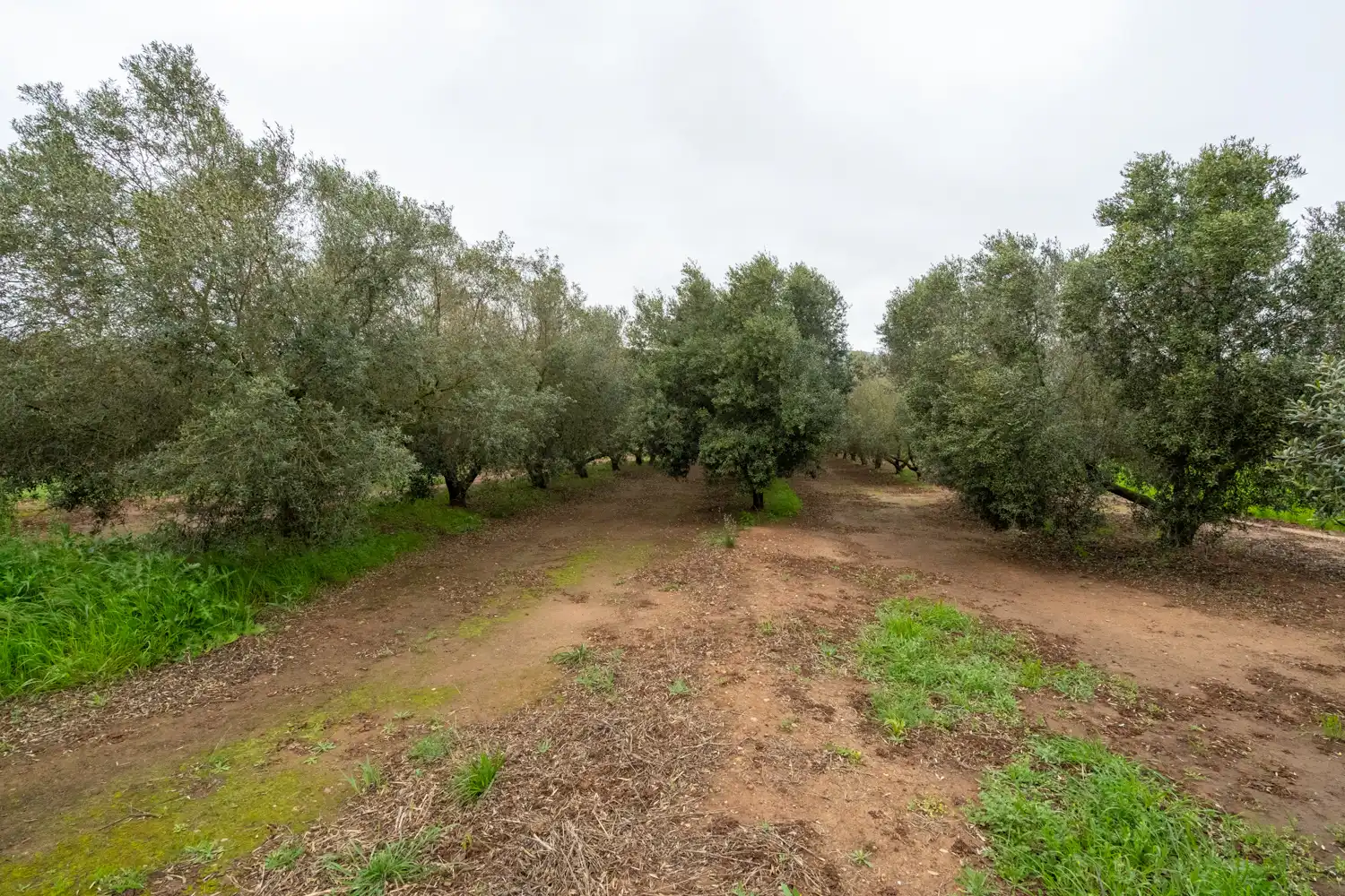 Rural land for sale in Godall, imagen 10