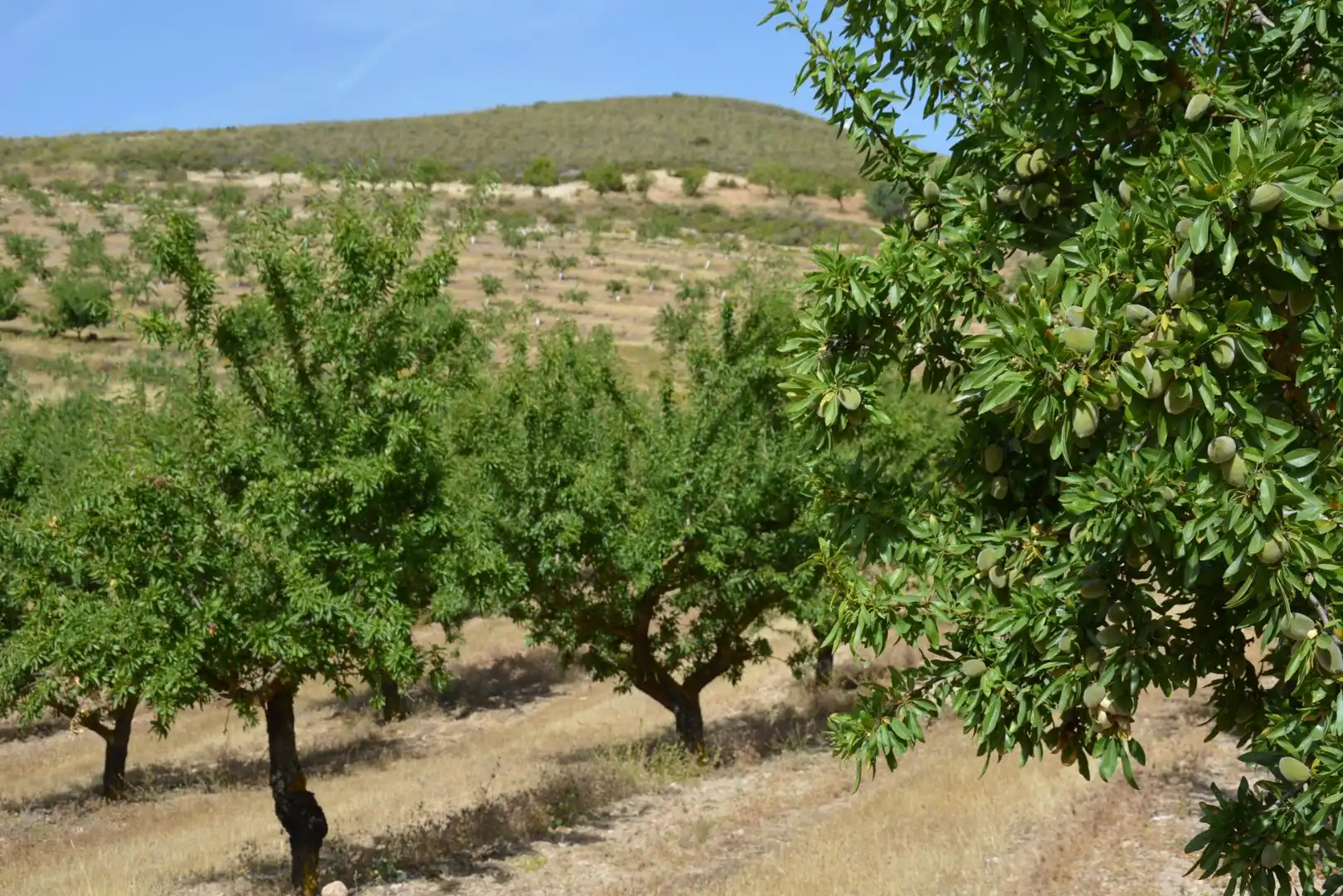 Garden of Land for sale in Padul