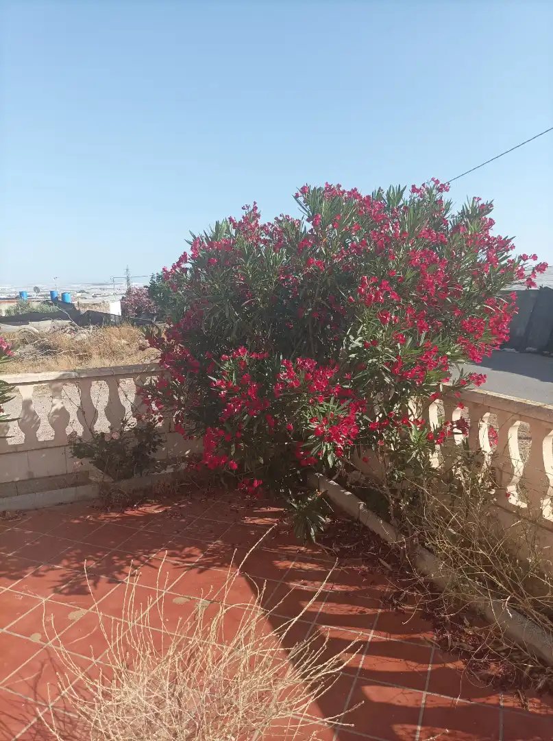 Garden of Country homes for sale in El Ejido  with Terrace
