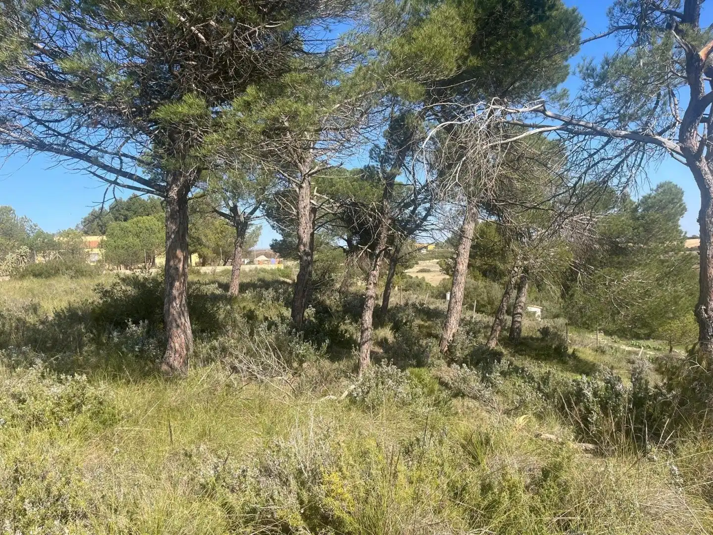 Terreni e lotti in vendita a Almansa, imagen 11