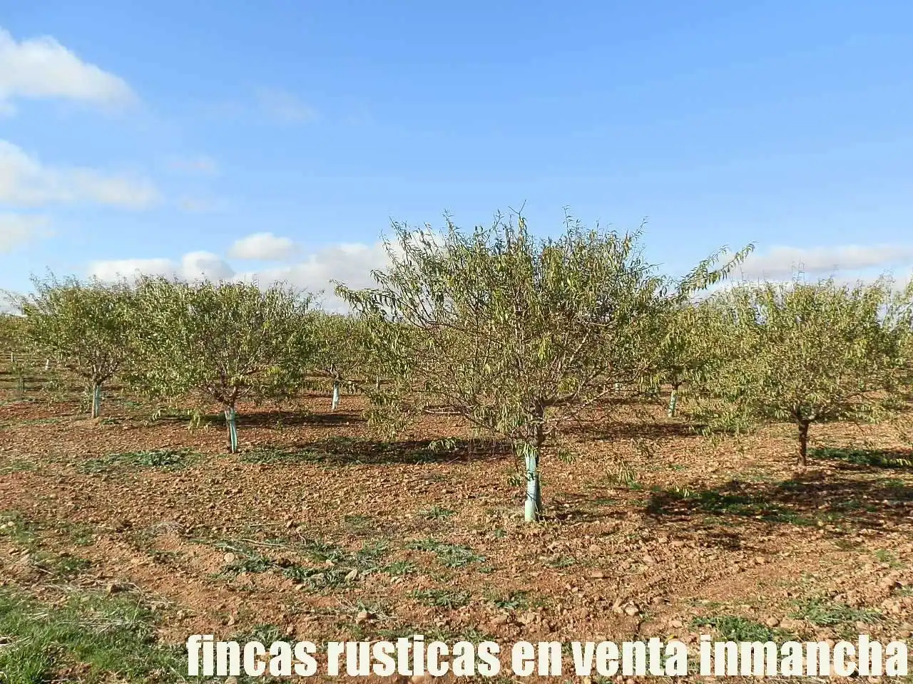 Terreno rústico en venta en Tomelloso, imagen 4