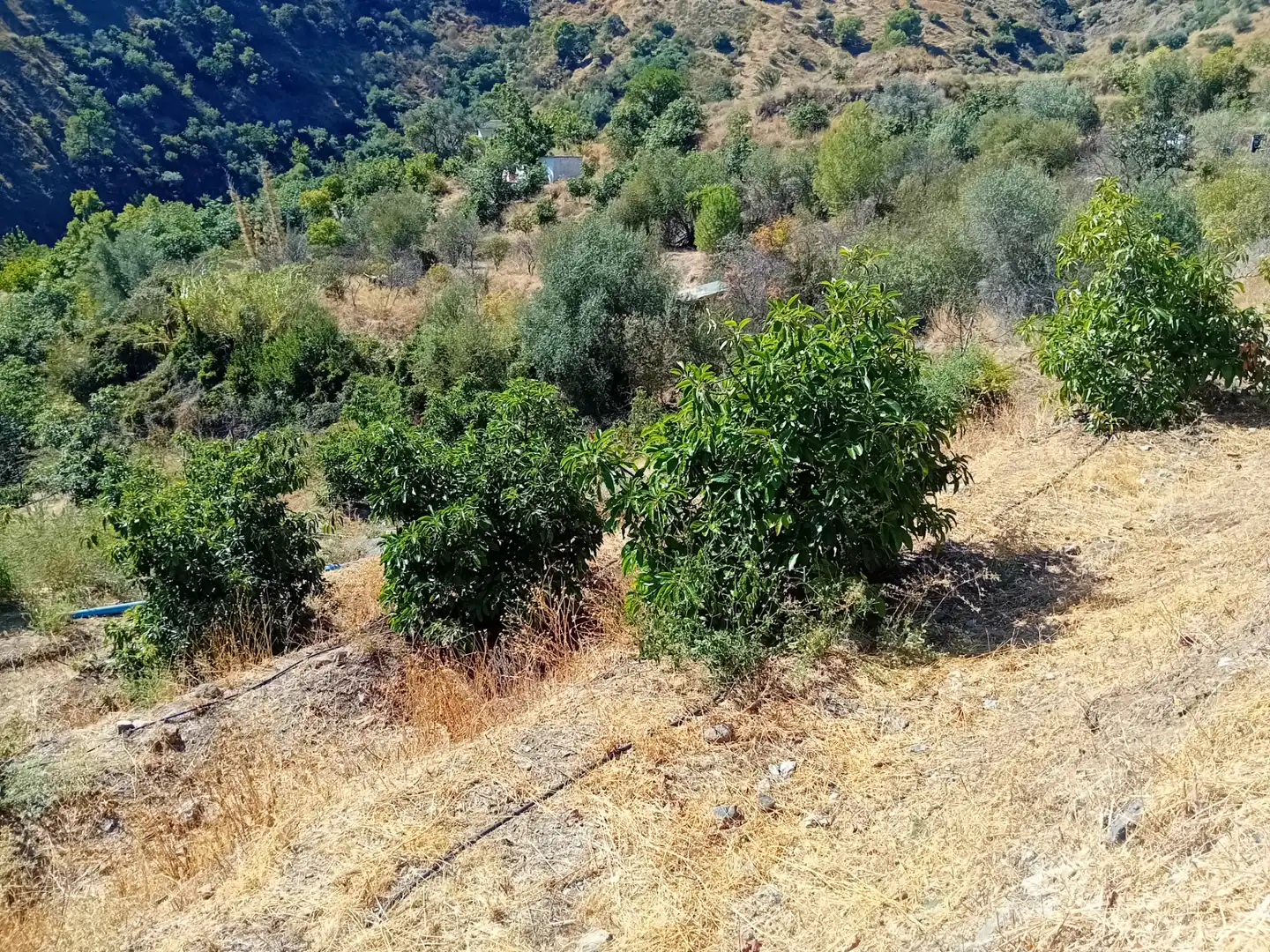 Terreno rústico en venta en Yunquera