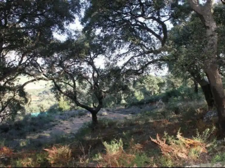 Terreno rustico in vendita a Diseminado Poligono 21 72, imagen 9