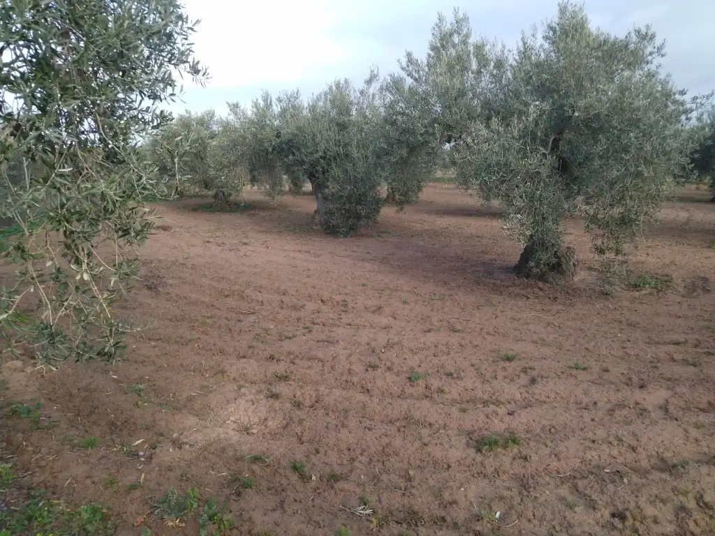 Terrain rustique à vendre à Don Benito, imagen 6