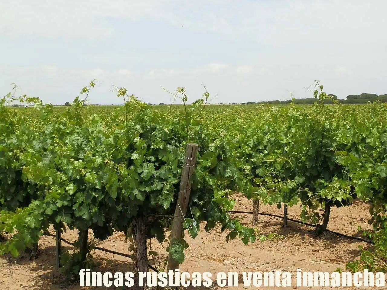 Terreni e lotti in vendita a Villarrobledo, imagen 18