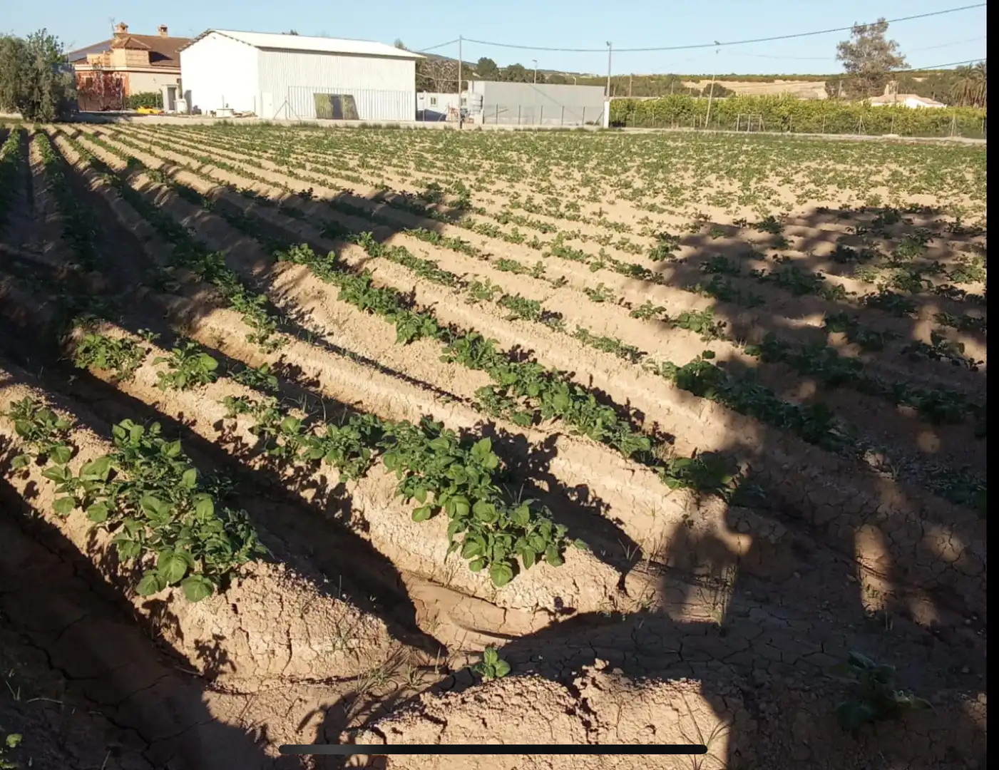 Jardí de Finca rústica en venda en Orihuela amb Terrassa