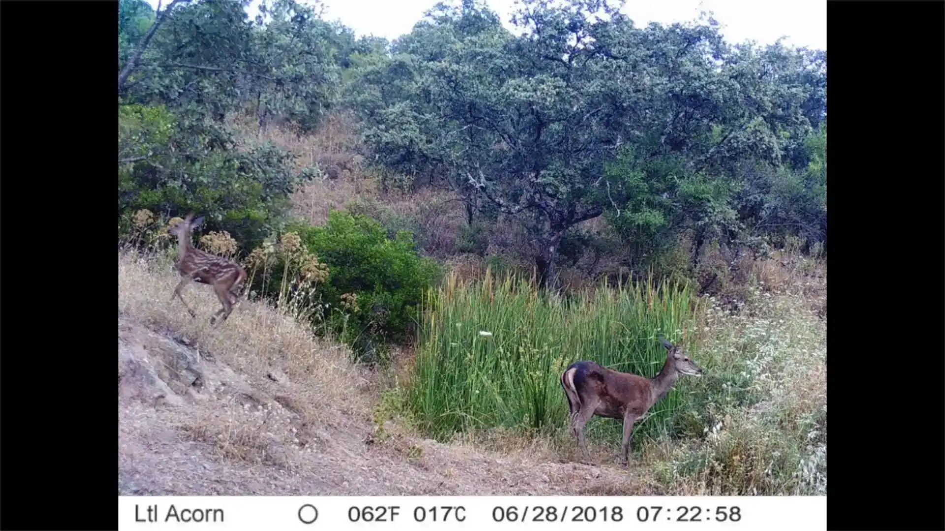 Vista exterior de Finca rústica en venda en Pozoblanco amb Jardí privat, Piscina i Balcó